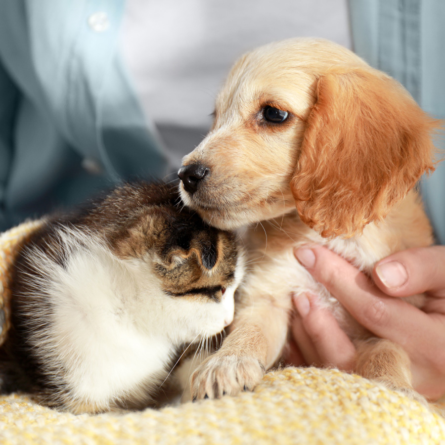 保護犬猫の命を育む応援プロジェクト